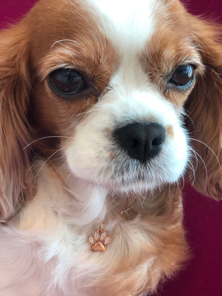 Cookie's Paw